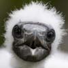 Nazca Booby Downy Chick