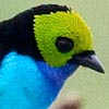 Paradise Tanager