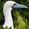 Red-footed Booby