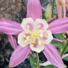 Sierra Columbine