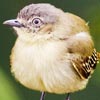 Slender-footed Tyrannulet