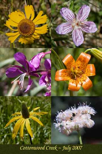 Cottonwood Creek Collage