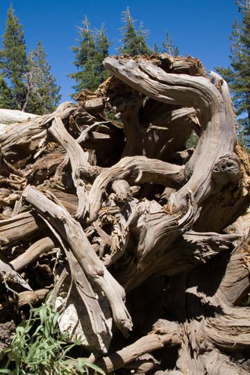 Downed Tree Root