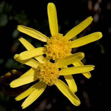 Threadleaf Groundsel