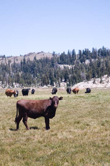 Wild Sierra Cows!
