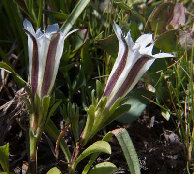 Alpine Gentian