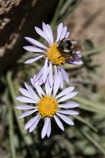 Alpine Daisy and Bee