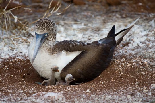 Blue-footed Booby with 2 chicks