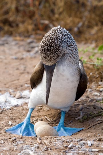 Blue-footed Booby with 2 eggs