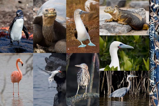 Galapagos Collage