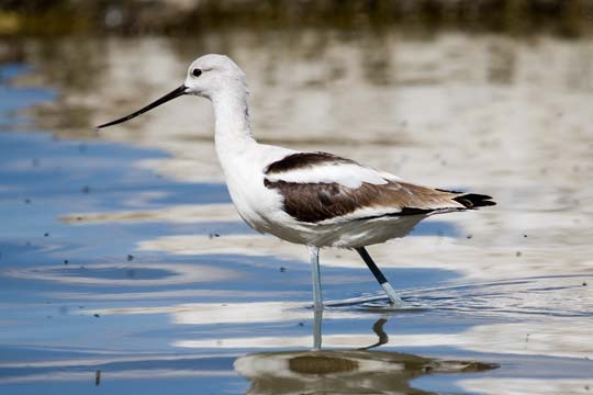 American Avocet