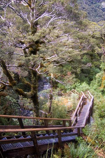 Staircase path Milford Track