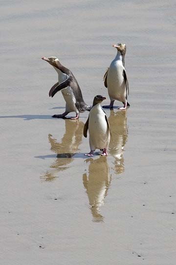 Yellow-eyed Penguins Roaring Bay