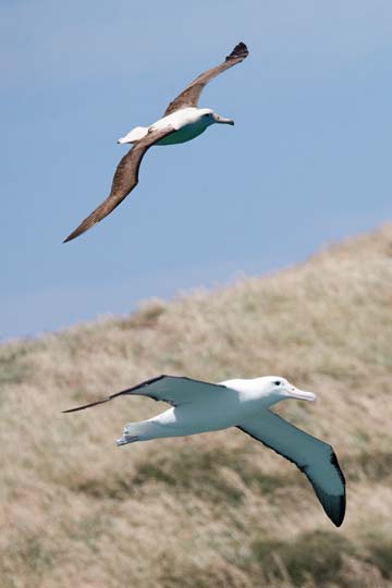 Royal Albatross Otago Peninsula