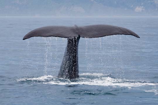 Sperm Whale Kaikoura Whale Watch