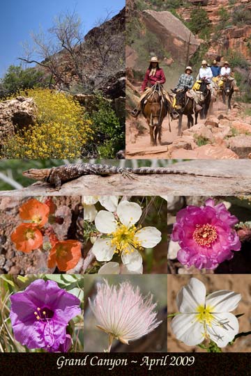 Grand Canyon in Spring