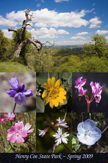 Springtime ~ Henry Coe State Park