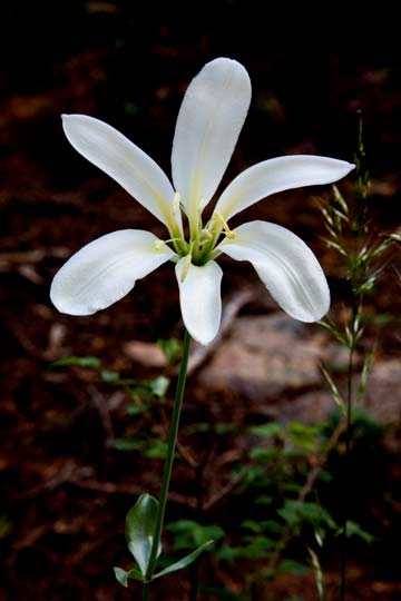Washington Lily
