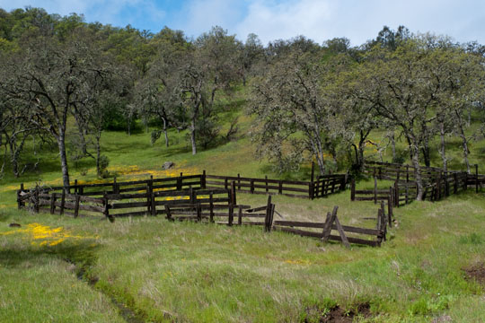 Horse Corral on Coit Road