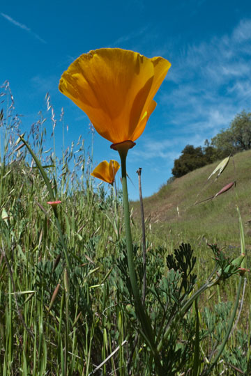 California Poppy along Crest Trail
