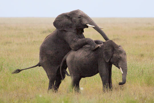 Elephant junior & sister