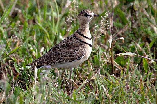 Two-Banded Courser