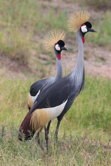 Grey-Crowned Crane