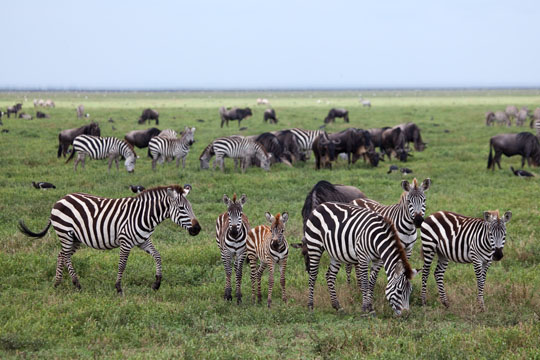 Zebra with Wildebeest