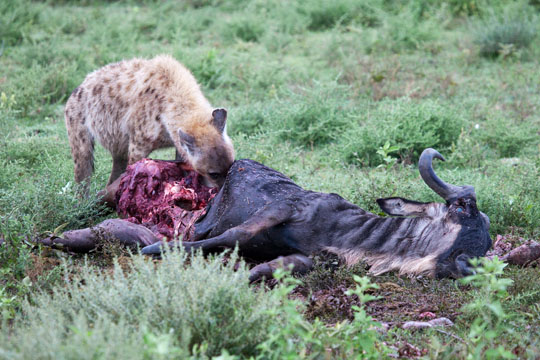 Spotted Hyena Dinner of Wildebeest
