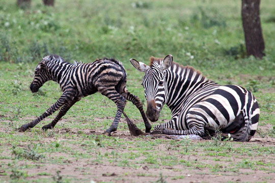 Zebra mother & newborn