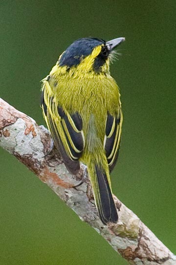 Yellow-Browed Flycatcher