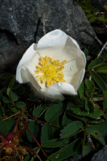 Burnet Rose Burren
