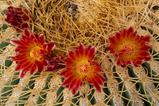 Giant Barrel Cactus Flower