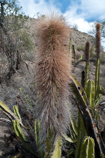 Bearded Cactus