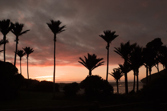 Nikau Palm Sunset