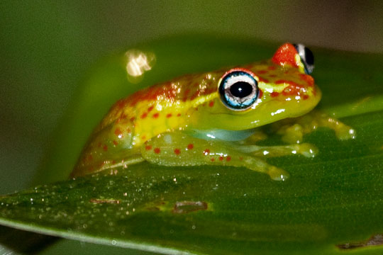 Boophis Rappiodes