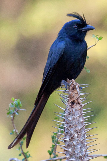 Crested Drongo