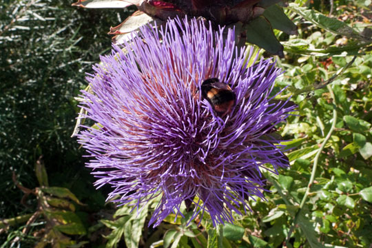 Happiness is a Bee in Thistle