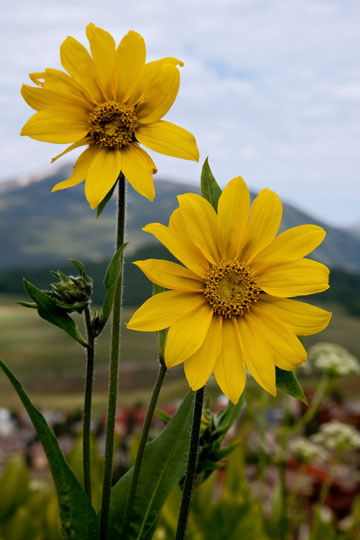 Aspen Sunflower