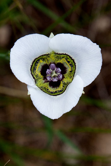 Mariposa Gunnisonii Lily