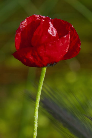 Red Poppy
