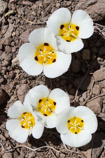 Leichtlin Mariposa Lily