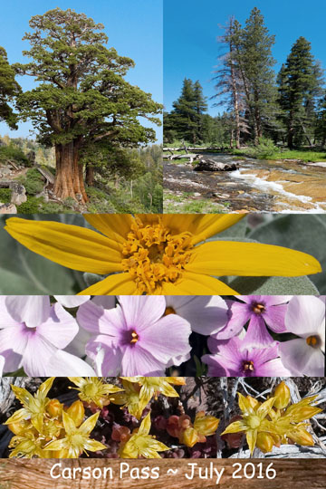 Carson Pass