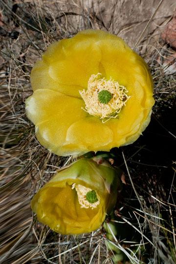 MP88: Brown Spined Prickly Pear Cactus