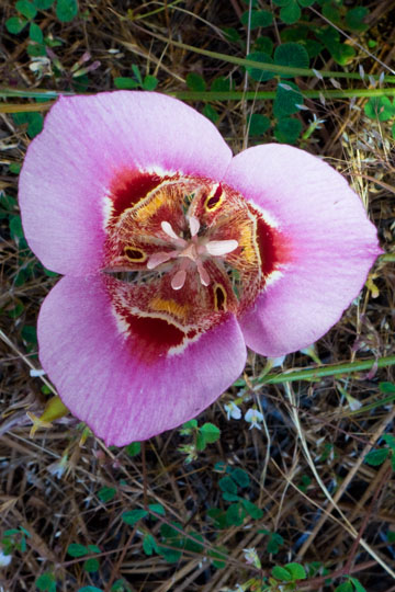 Violet Clay Mariposa Lily
