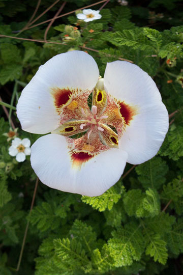 White Clay Mariposa Lily