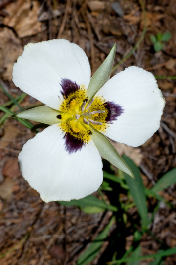 Leichtlin's Mariposa Lily