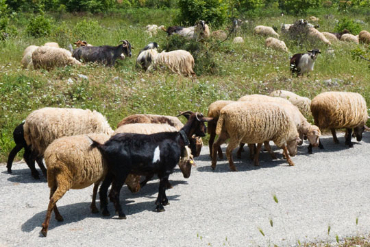 Albania's Flock