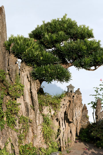 Bonsai Landscape