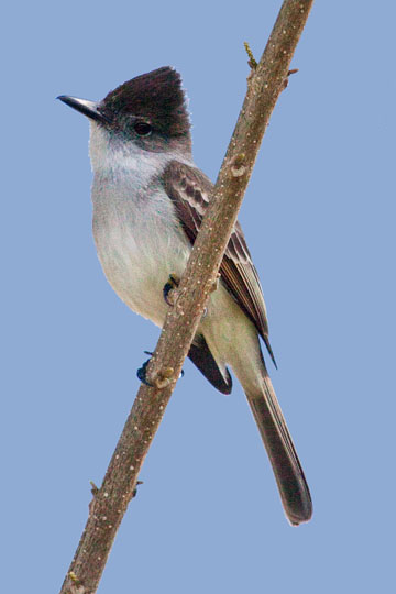 La Sagra's Flycatcher